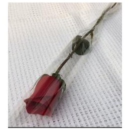 One Fresh Single Rose Flower
