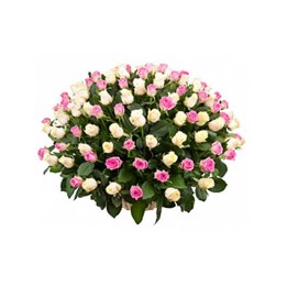 Basket of 100 Pink and White Roses