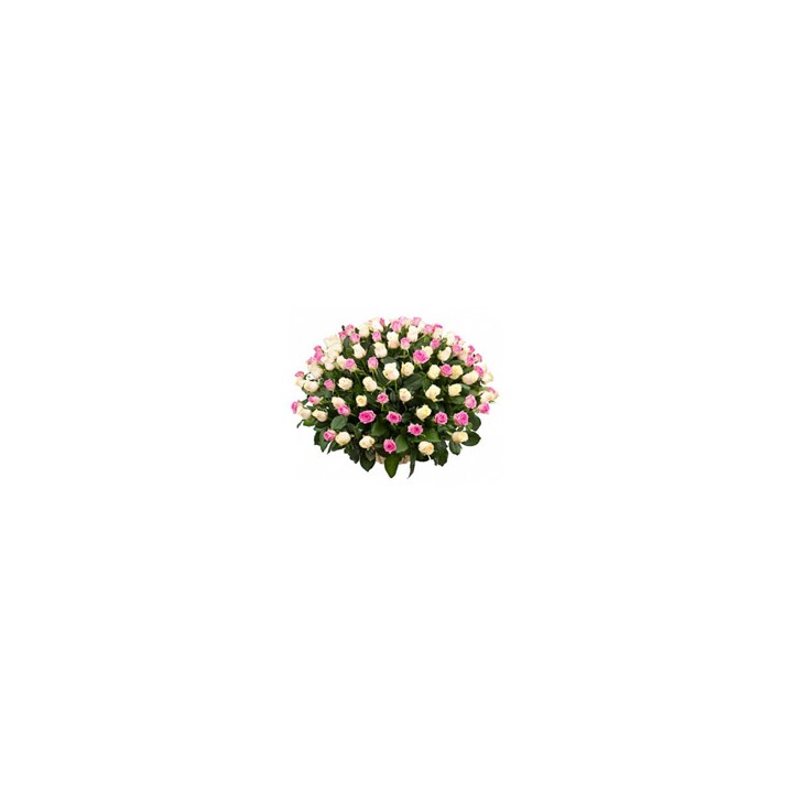Basket of 100 Pink and White Roses