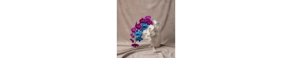 ارکیده · مورد اعتمادترین گل‌فروشی دبی | FlowersToDubai