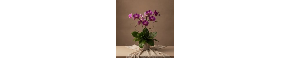 ارکیده بنفش · بهترین گل‌فروشی دبی | FlowersToDubai