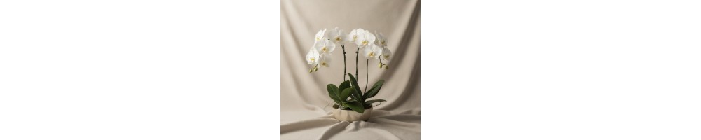 ارکیده سفید | گل‌فروشی دبی — FlowersToDubai