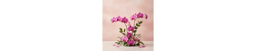 ارکیده صورتی — مورد اعتمادترین گل‌فروشی دبی | FlowersToDubai