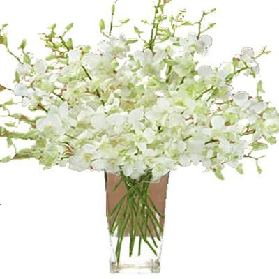 ارکیده سفید در یک گلدان 6 ساقه گل