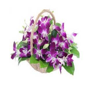 紫色兰花在一个篮子中的20件