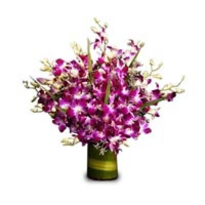紫色的兰花束12茎