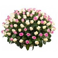 100 Pink & White  roses in basket 