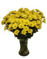 Chrysanthemums in Vase