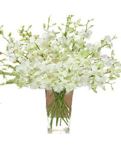 Blanc Orchidée Dans Un Vase De 6 Tiges De Fleurs