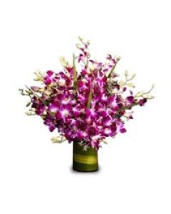 Orchidées Violettes Bouquet De 12 Tiges