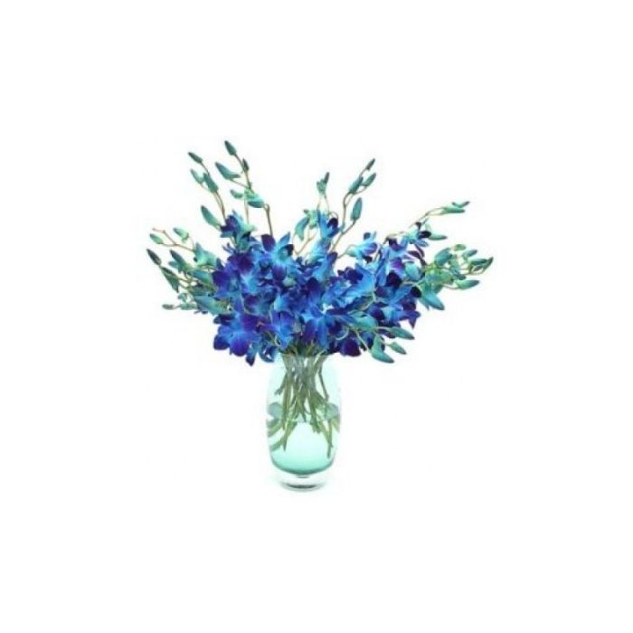 Azul de la orquídea en un florero de 12 tallos de flores