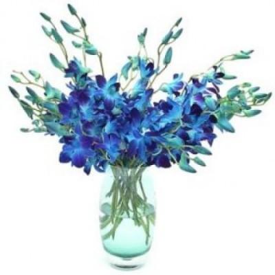 Azul de la orquídea en un florero de 12 tallos de flores