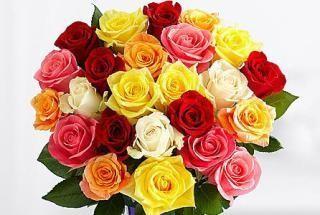 Magical Sunny Mixed Roses