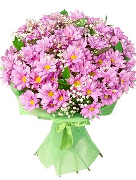 Pink Bulgariang Bulak Ng Chrysanthemum